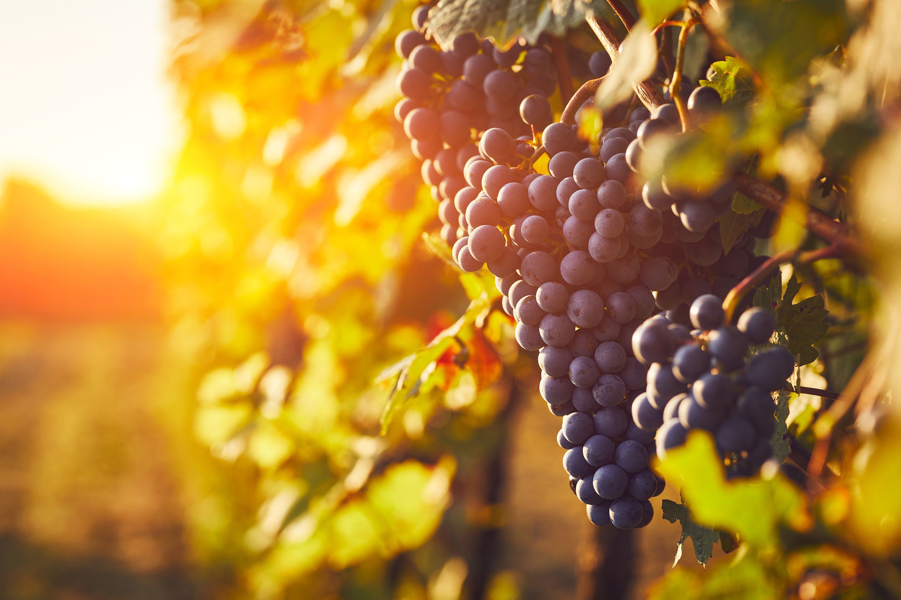 POZOR! KŘEHKÉ - Nová iniciativa vinařů na podporu českého a moravského vinařství a vinohradnictví